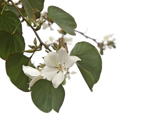 Branch with flowers — Stock Photo, Image