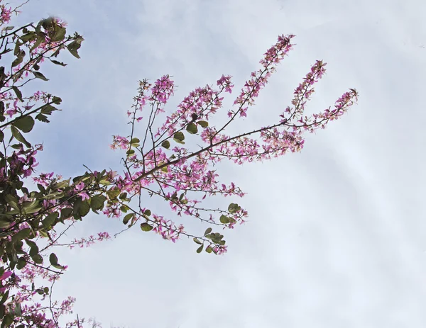 Zweig mit Blumen — Stockfoto