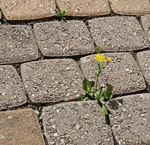 花の道からの成長 — ストック写真