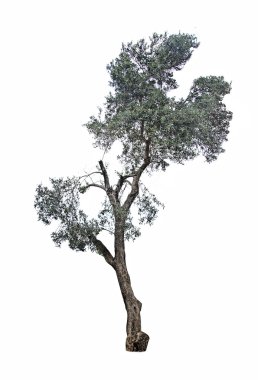 zeytin ağacı