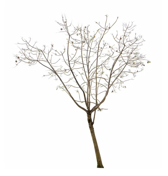 Albero secco — Foto Stock