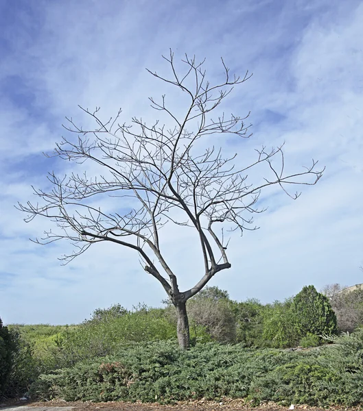 வசந்த காலத்தில் மரம் — ஸ்டாக் புகைப்படம்