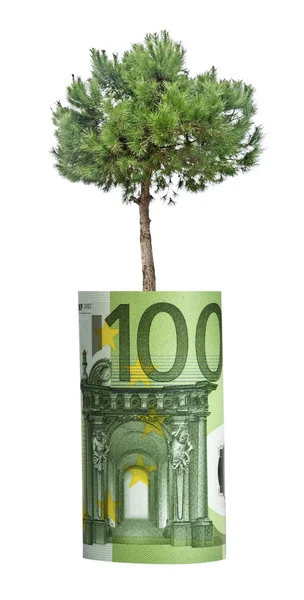 Tree growing from euro bill — Stock Photo, Image