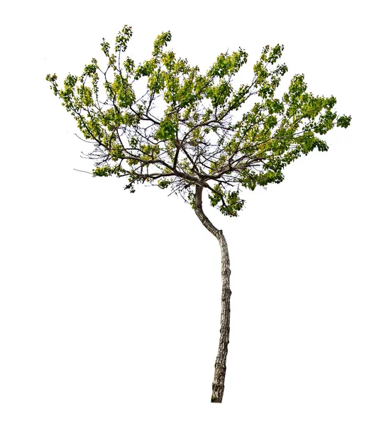 Дерево на весну — стокове фото
