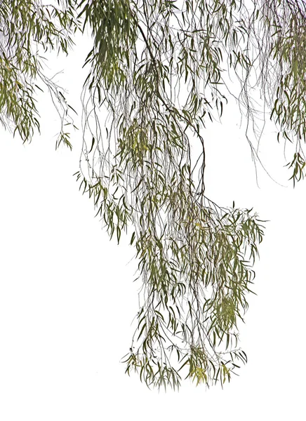 Eukalyptuszweig — Stockfoto