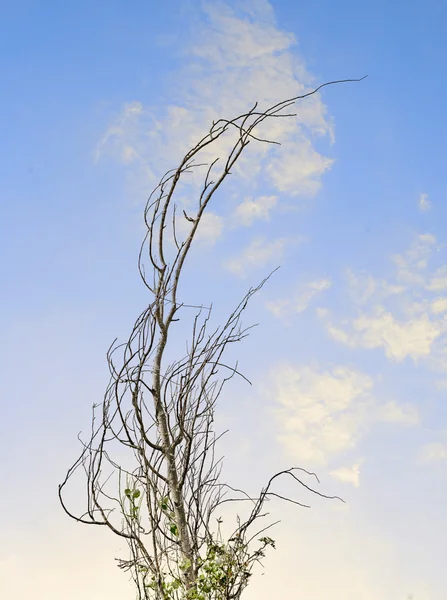 Dry branch with new leaf — Stock Photo, Image