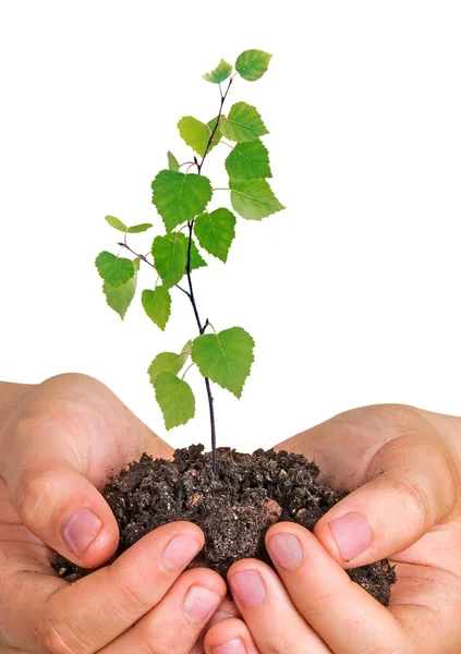 Baum in den Händen — Stockfoto