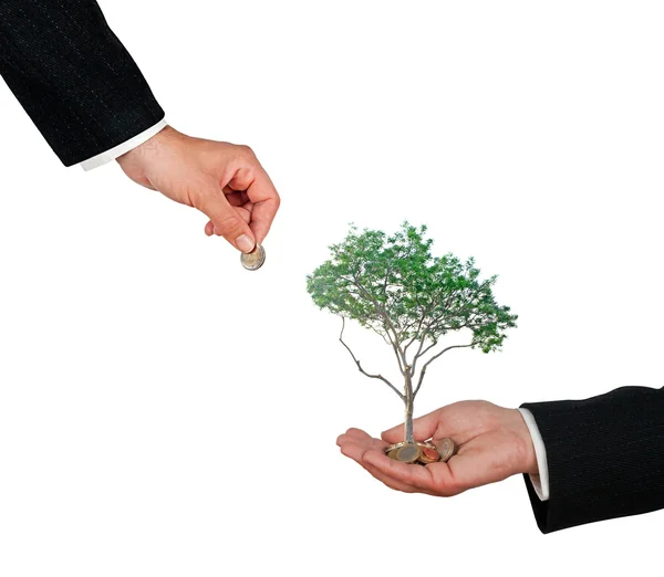 Baum wächst aus Haufen von Münzen — Stockfoto