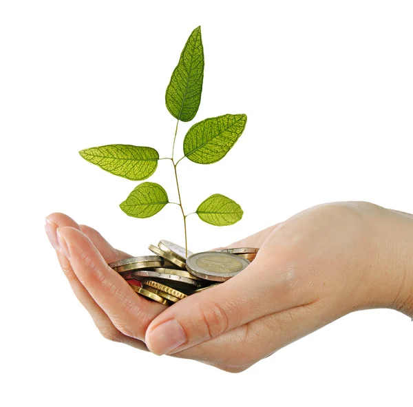 Eucalyptus sapling in hand — Stock Photo, Image