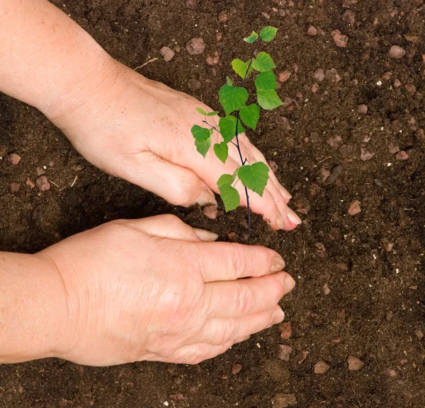 Planting a sapling — Stock Photo, Image