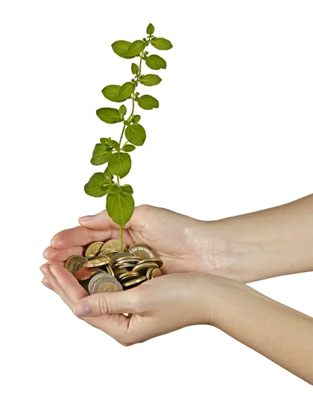 Investing to green business — Stock Photo, Image