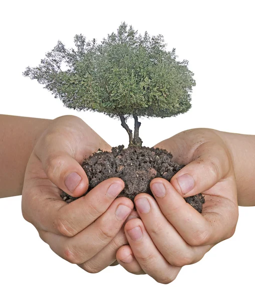 Drzewo oliwne w ręce w prezencie — Zdjęcie stockowe
