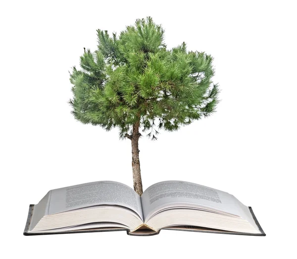Pine tree growing from book — Stock Photo, Image