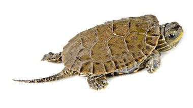 Hazar kaplumbağa yakın çekim