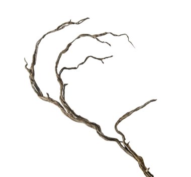 Dry branch clipart