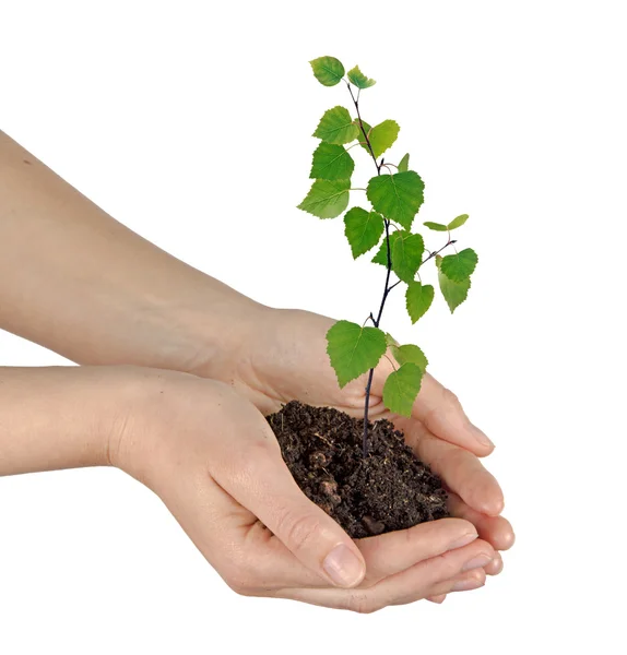 Sapling in hands — Stock Photo, Image