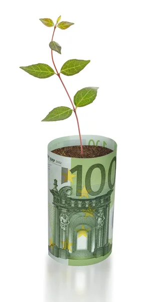 Sapling crescente a partir da factura do euro — Fotografia de Stock