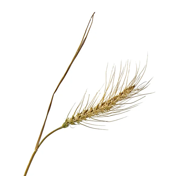 Wheat isolated on white background — Stock Photo, Image