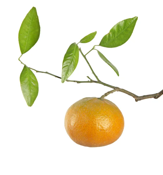 Mandarinen am Ast — Stockfoto