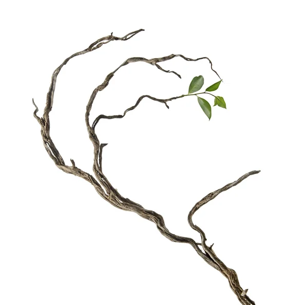 Sucha gałąź z nowym liściem — Zdjęcie stockowe