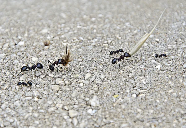 Hormigas en el pavimento — Foto de Stock