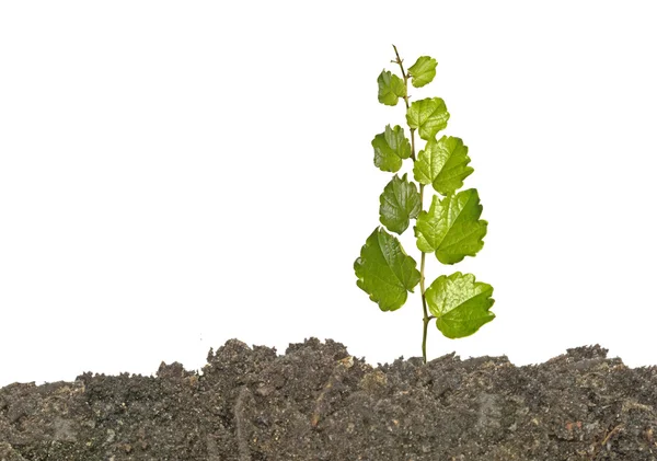 Sapling — Stock Photo, Image