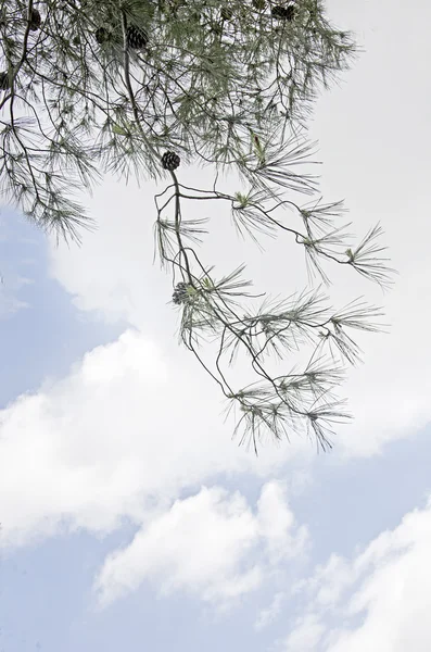 Ramo di pino con coni — Foto Stock