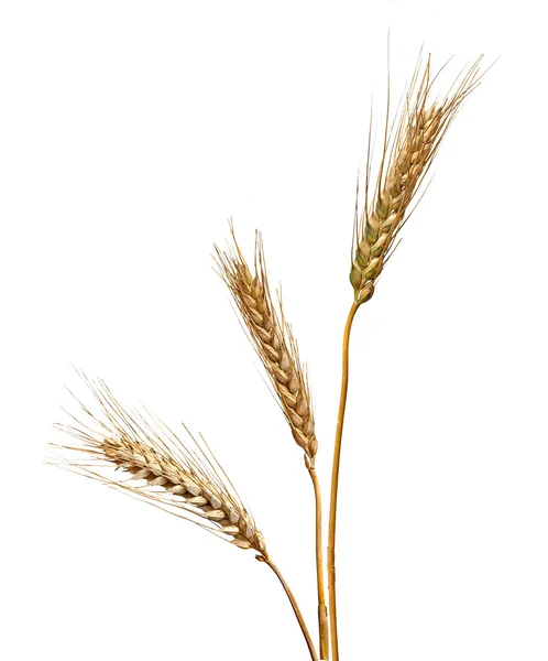 Wheat isolated on white background — Stock Photo, Image