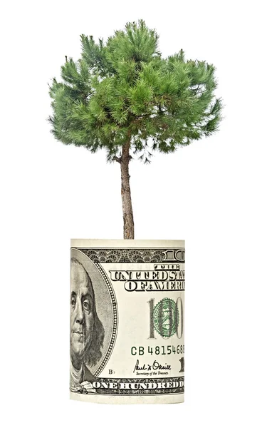 ドル紙幣から成長している松の木 — ストック写真