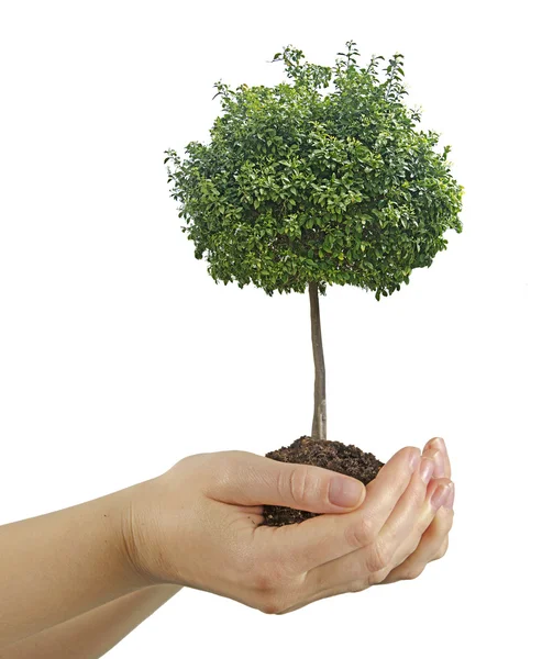 Tree in hands — Stock Photo, Image