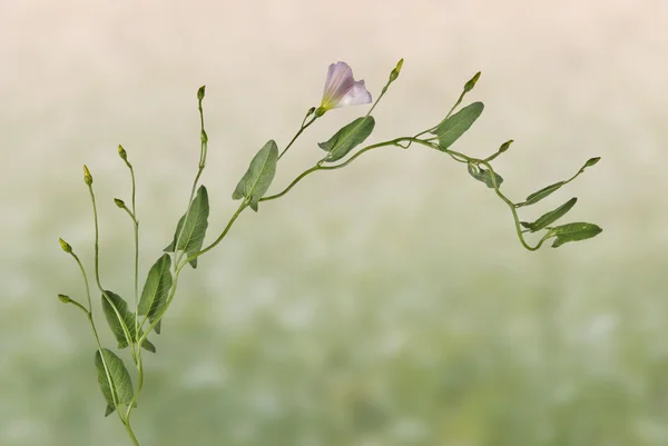 花を持つつる植物 — ストック写真