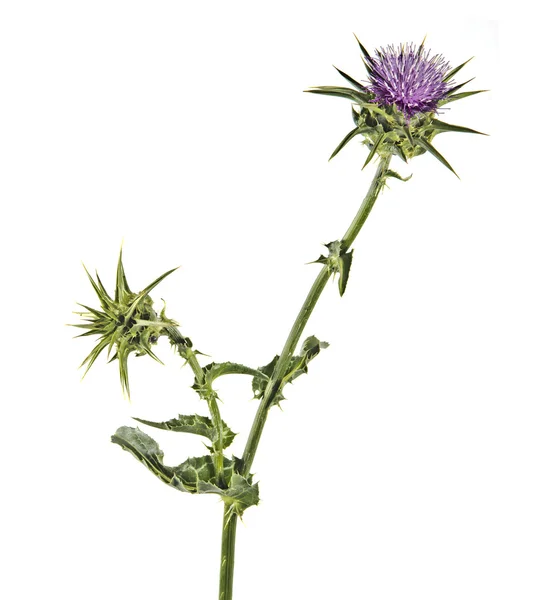 Cardo de lança florido (Cirsium vulgare) — Fotografia de Stock