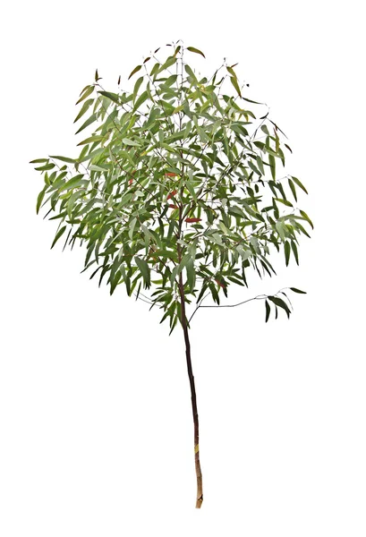 Eukalyptusträd — Stockfoto