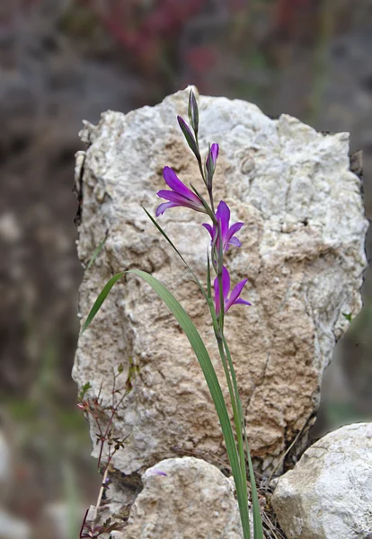 Blomst – stockfoto