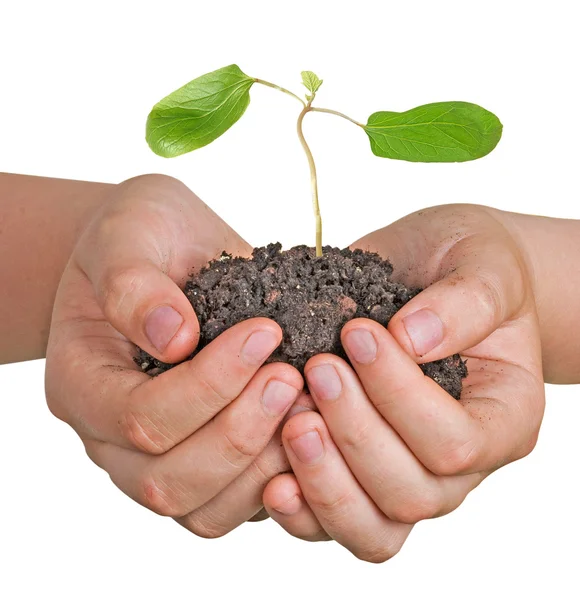 Sapling in hands Stock Photo