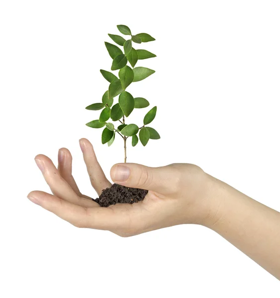 Planta i hand — Stockfoto