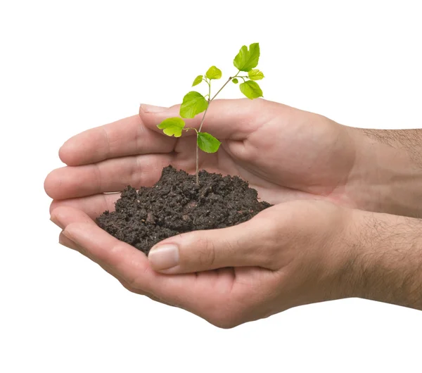 Sapling in hands — Stock Photo, Image