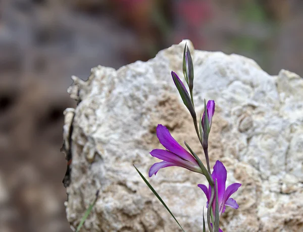 Blomst – stockfoto