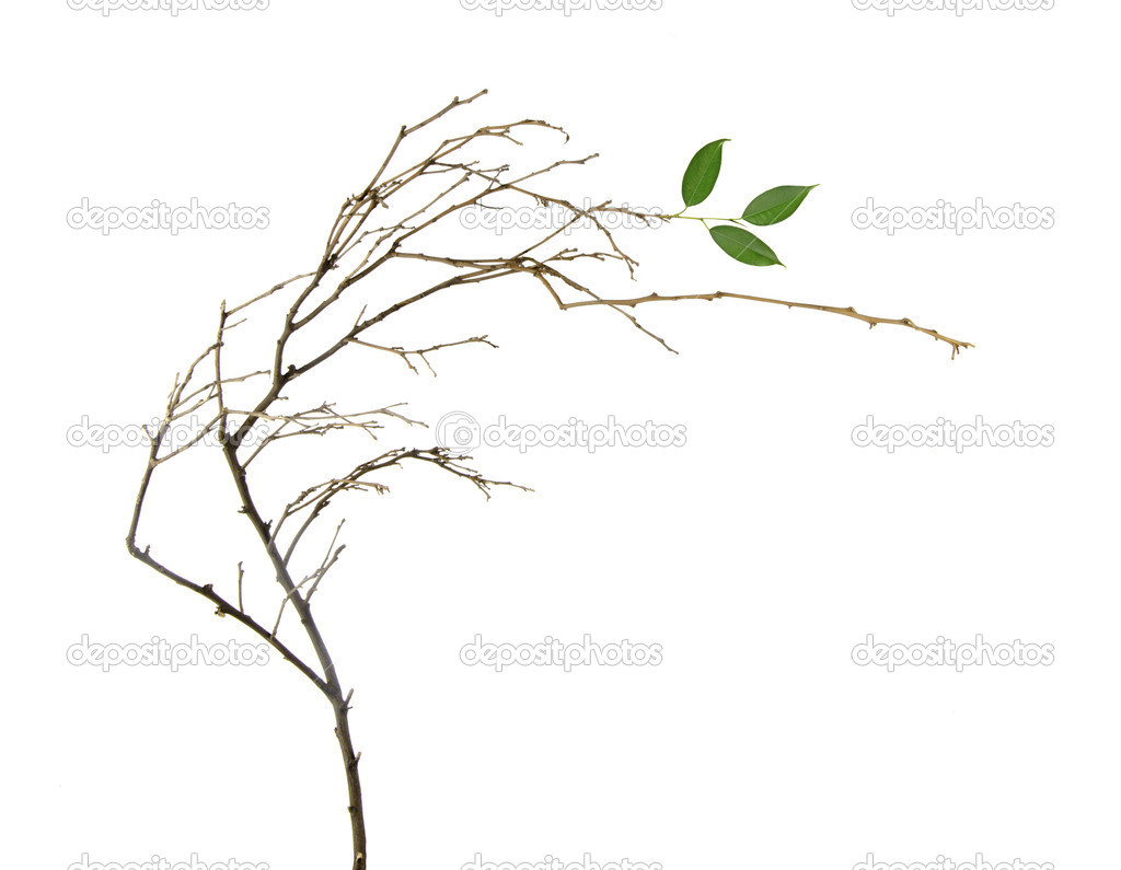 Dry branch with new leaf