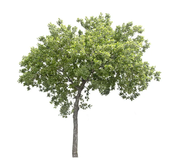 Trädet på våren — Stockfoto