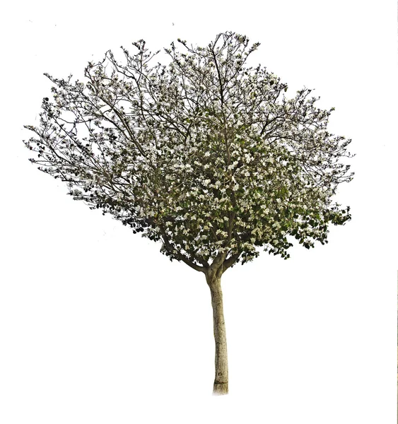 Albero in primavera — Foto Stock