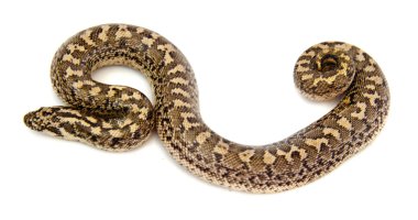 cüce kum boa