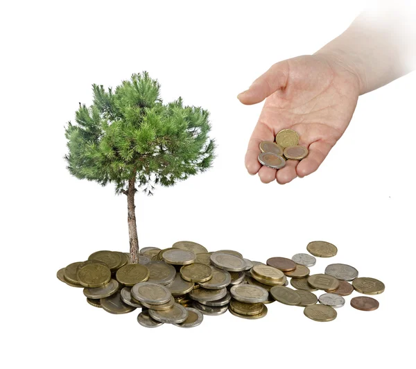 Baum wächst aus Haufen von Münzen — Stockfoto