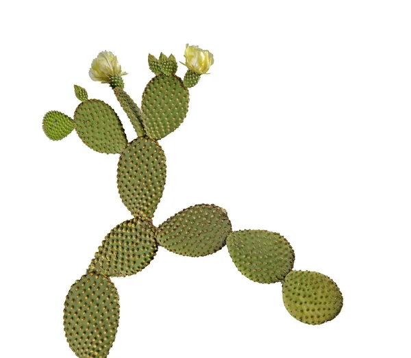Opuntia cactus geïsoleerd op witte achtergrond — Stockfoto