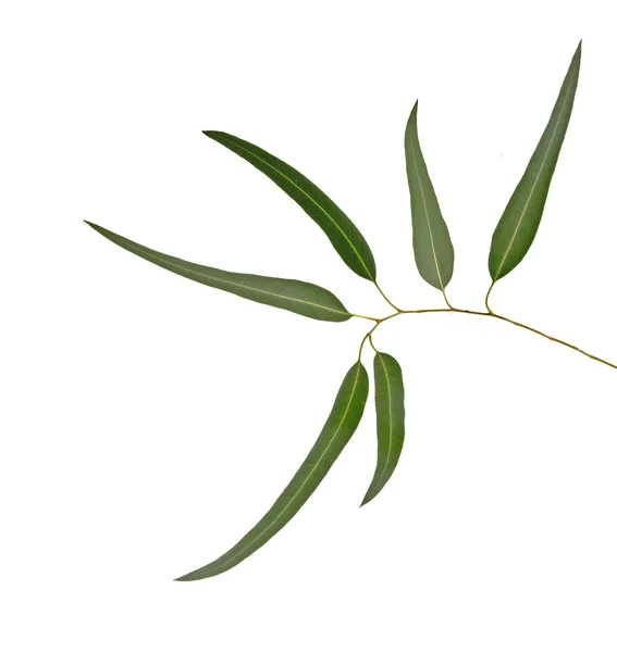 Branche d'eucalyptus — Photo