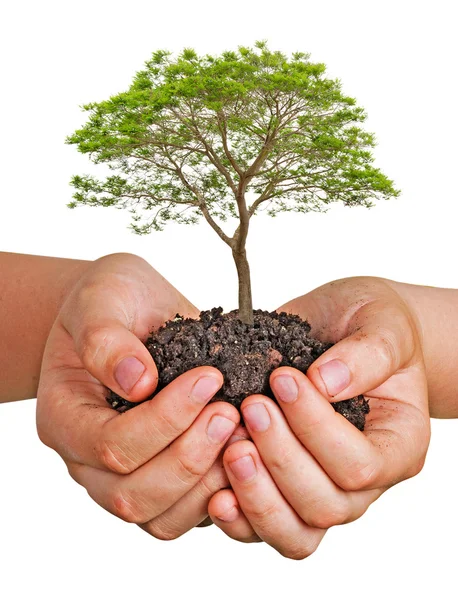 Baum in den Händen — Stockfoto