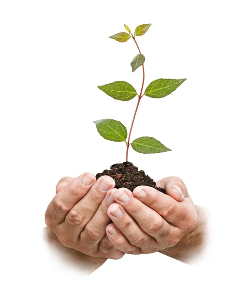 Sapling in hands — Stock Photo, Image