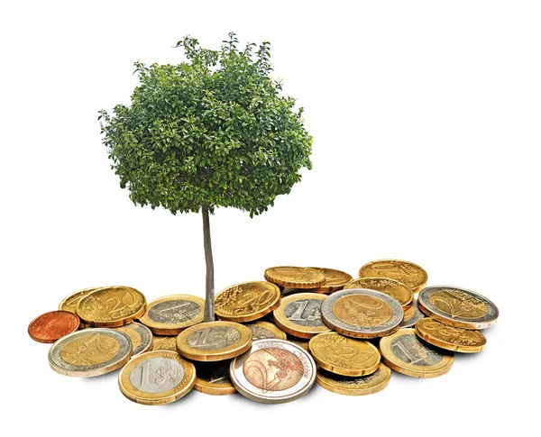 Цитрусовое дерево, растущее из монет — стоковое фото
