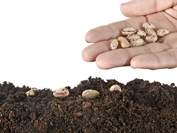 Seeding — Stock Photo, Image