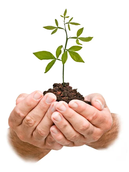 Sapling in hands — Stock Photo, Image